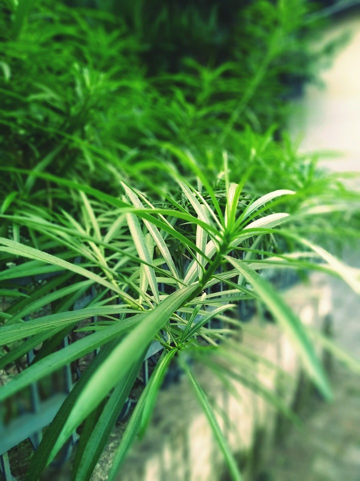 green life