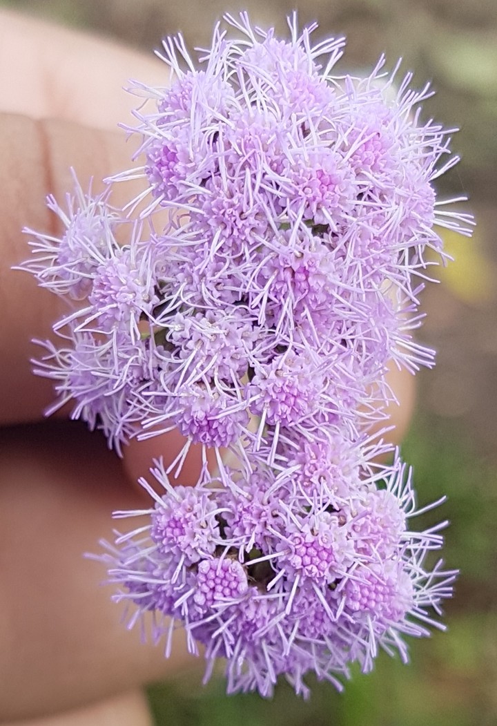 flor morada