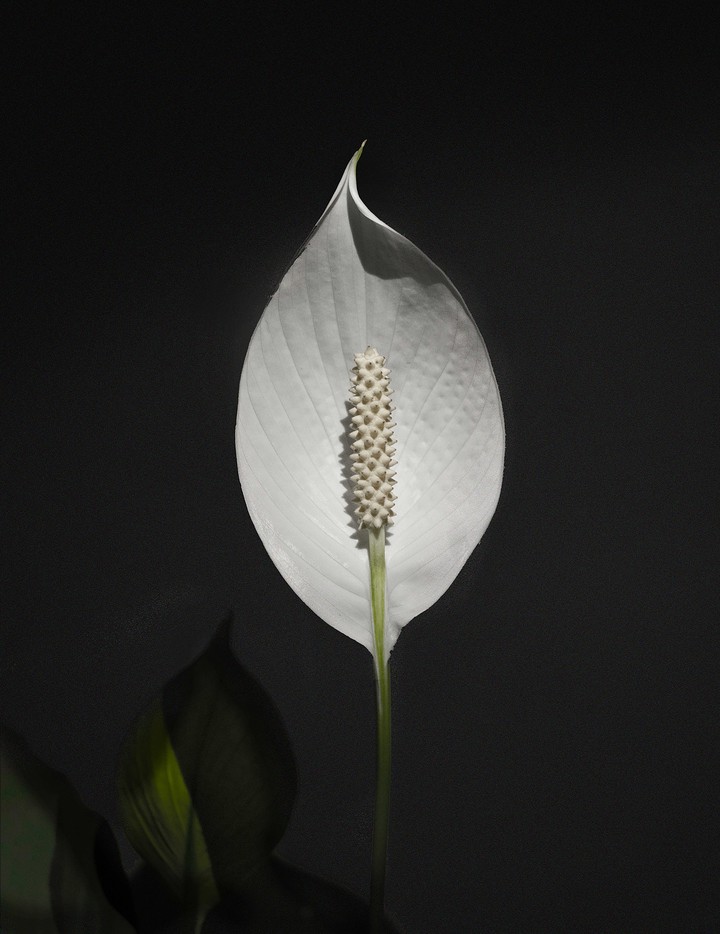 Diamond Leaf....