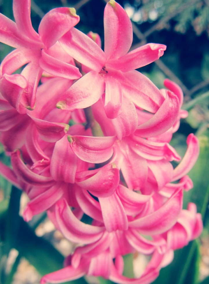 pink flowers