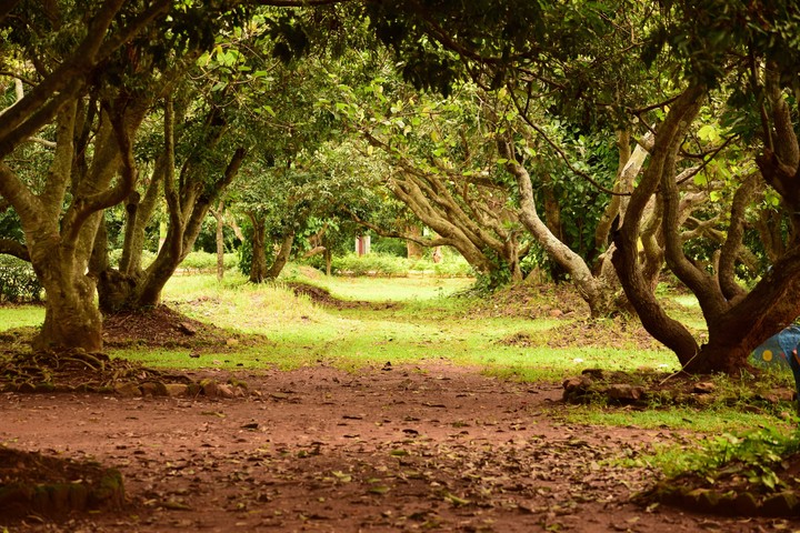 Nature's Way