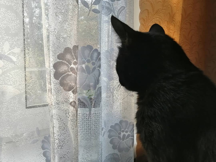 Котэ Барс