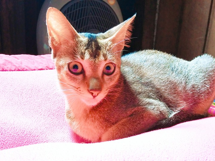 kukulay