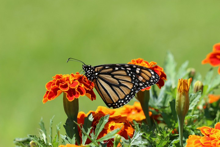 Float like a butterfly, sting like a bee.
