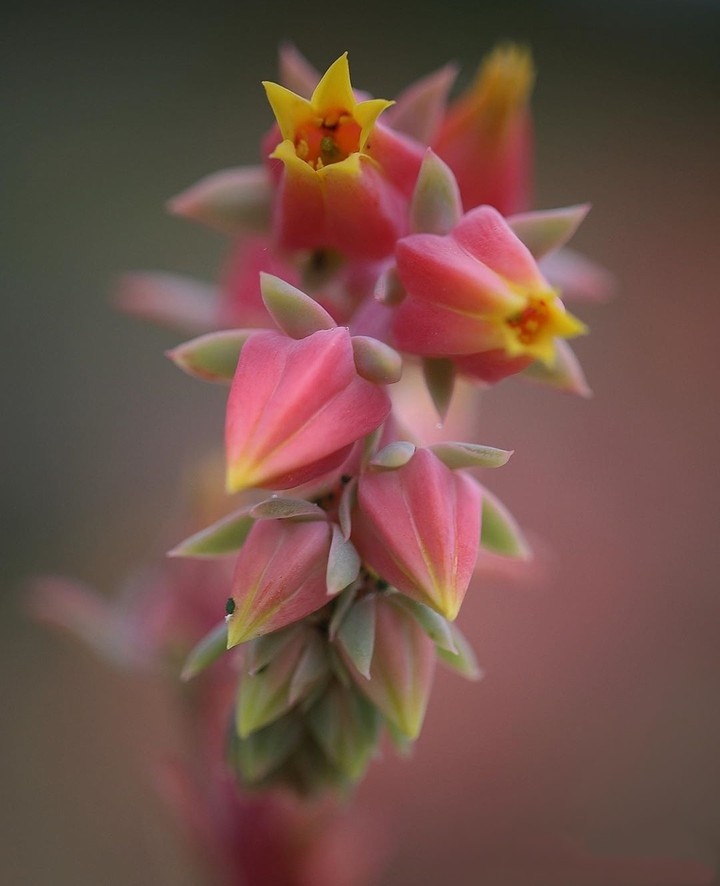 #flower