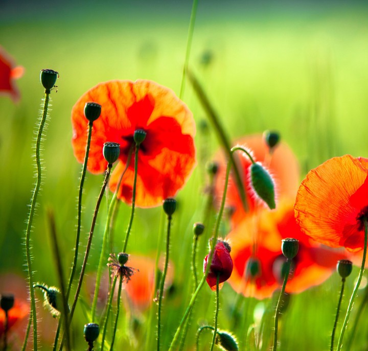 red flower