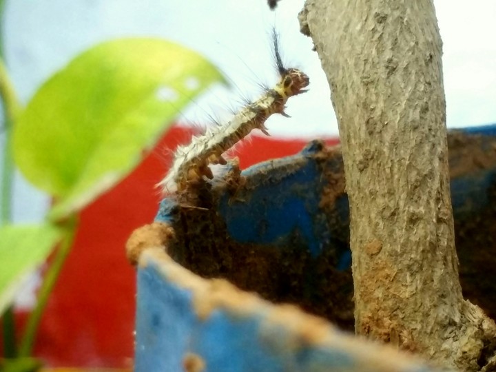 nice click