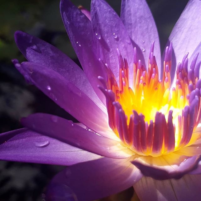 #PURPLE...