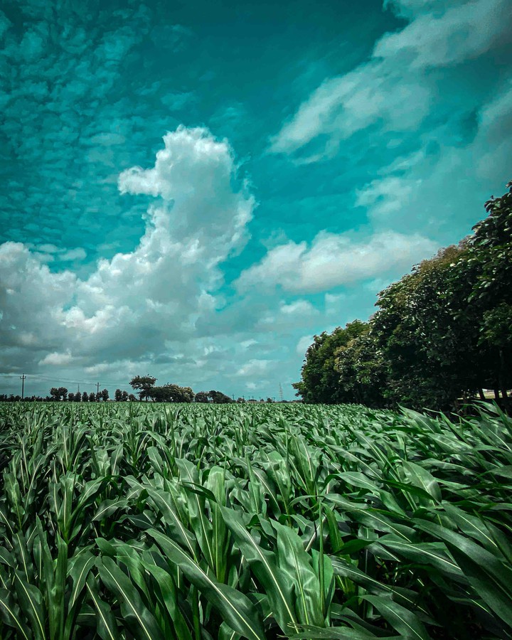 farmland