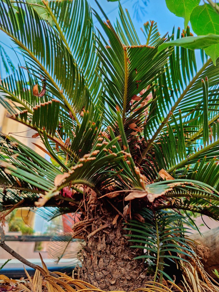 cycas plant