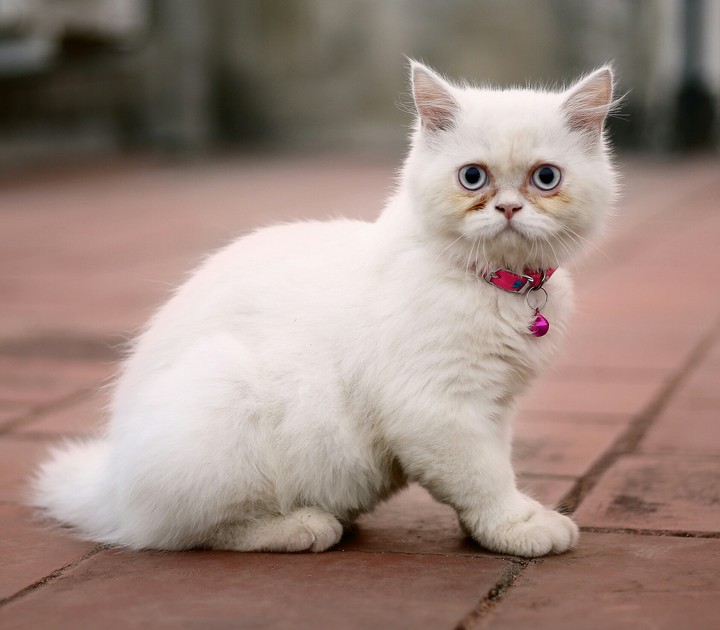 persian cat