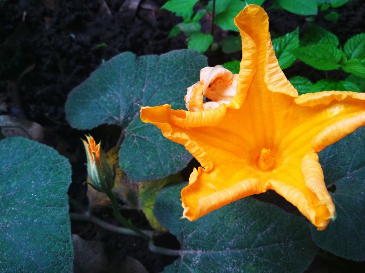 pumkin flower