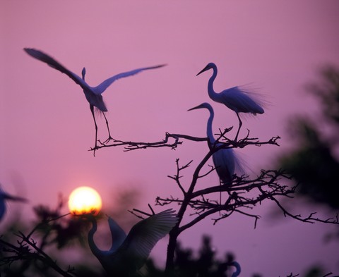 Nature