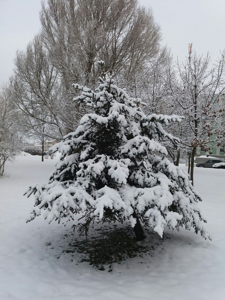 Winter tree
