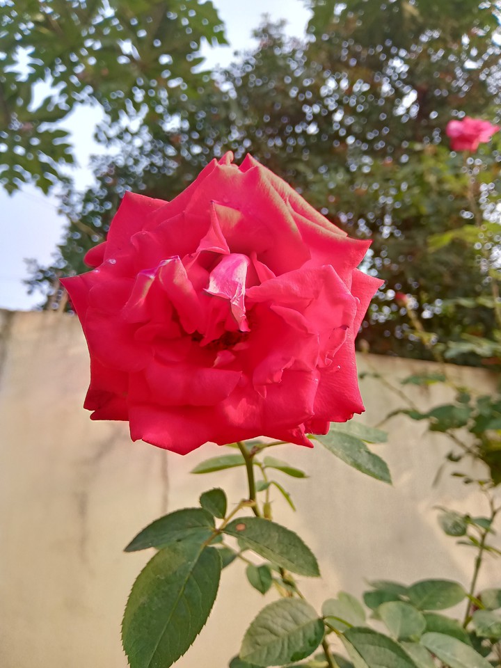 red rose