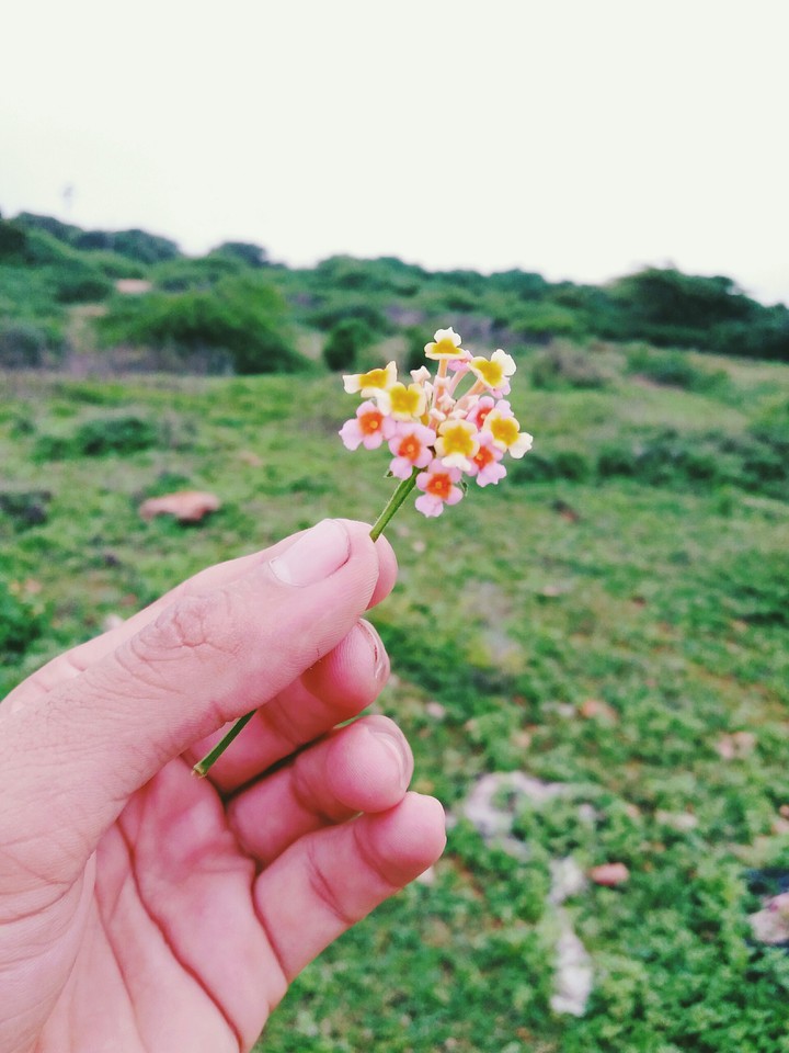 flower in my hand