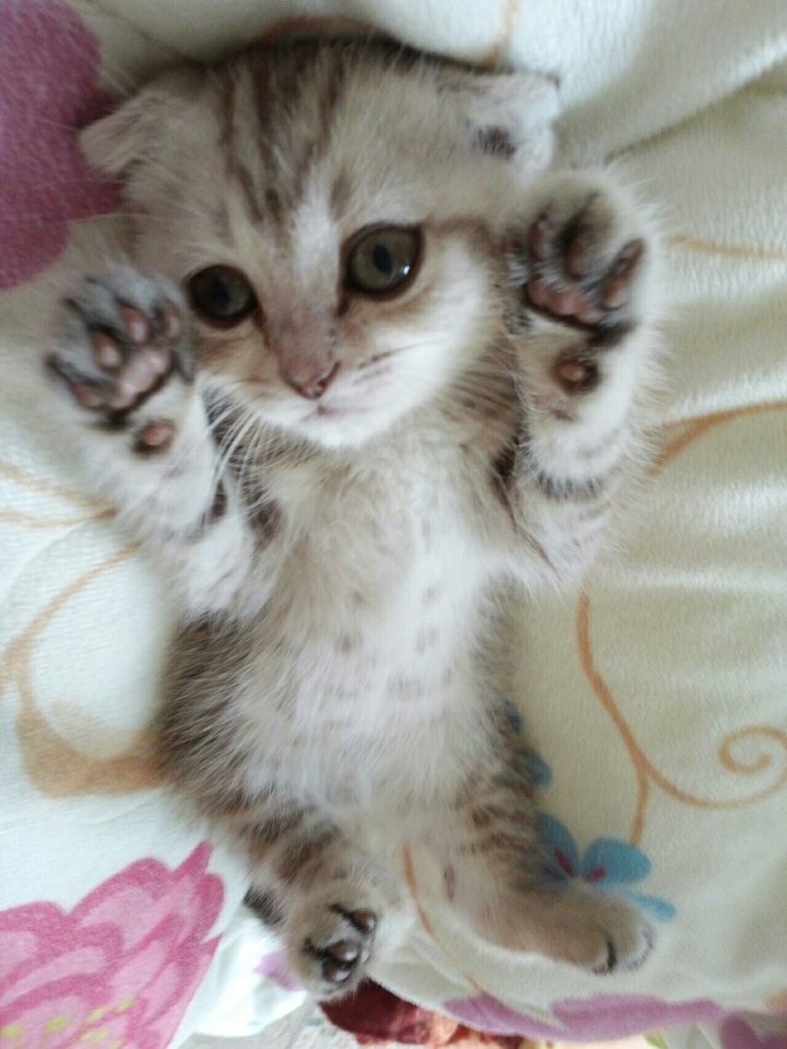 고양이