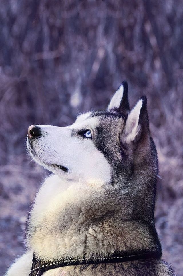 husky