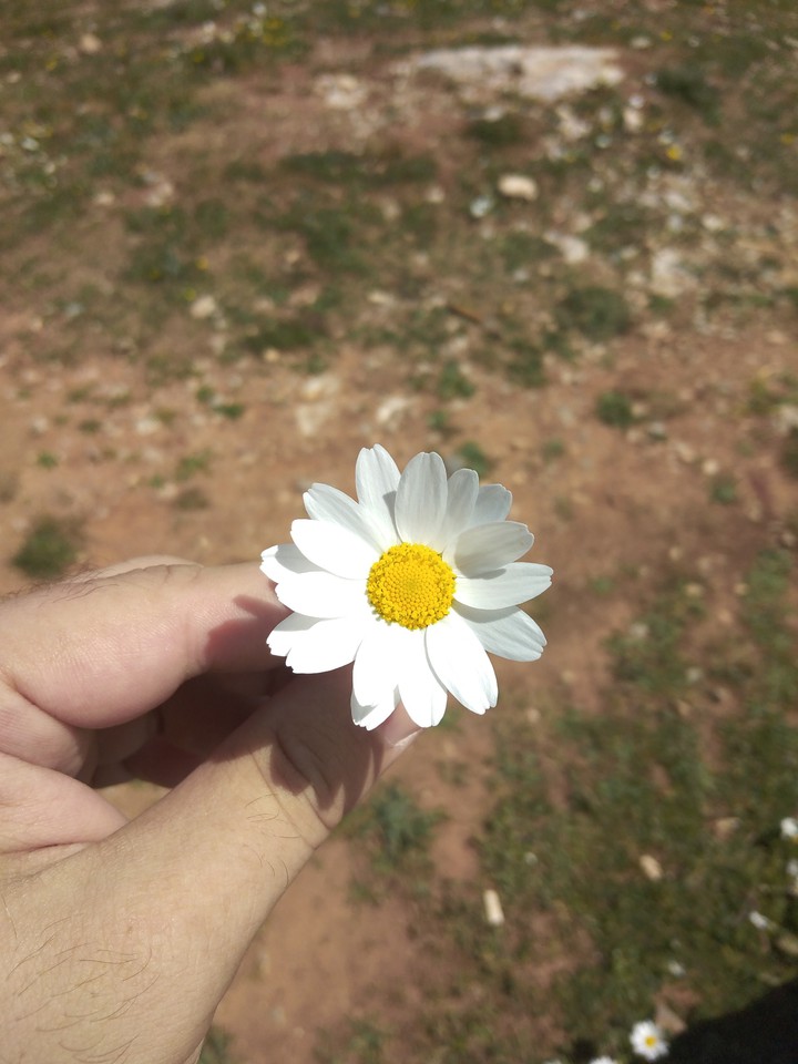 Daisy