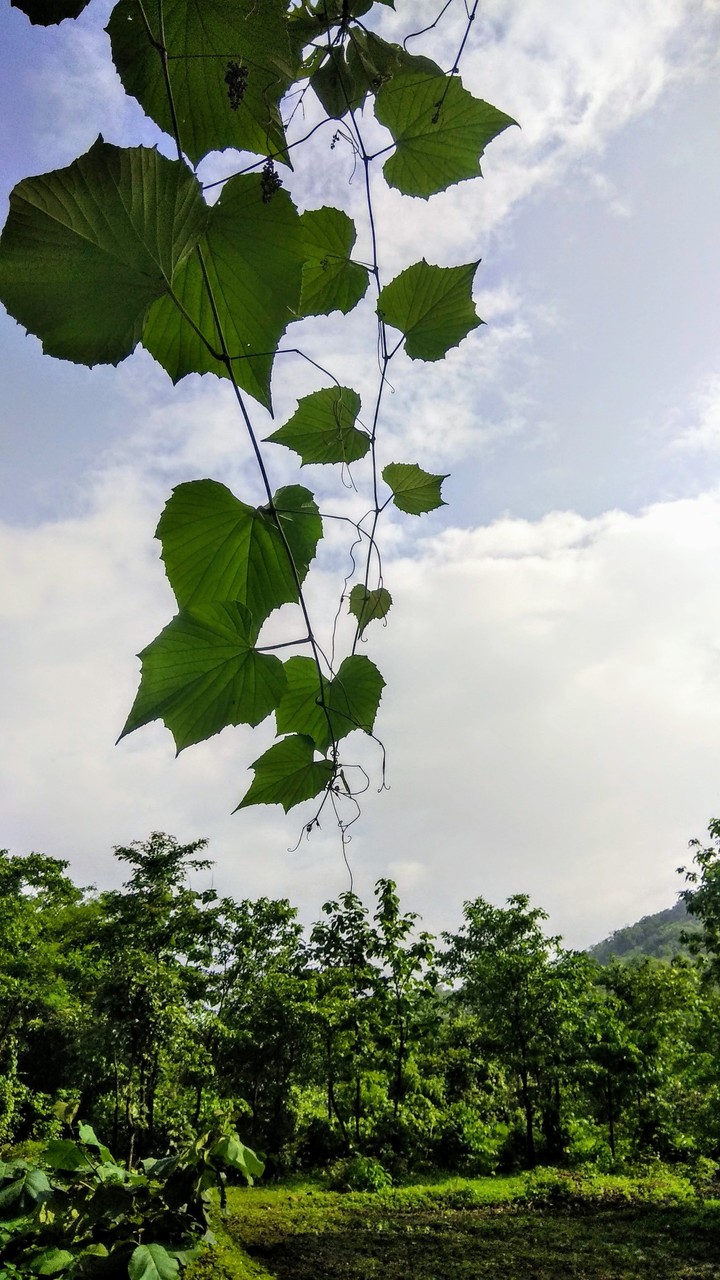 Nature | India | nature