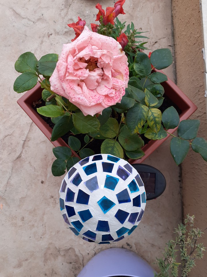 my baby rose