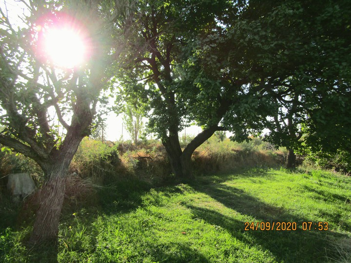 Apricot garden