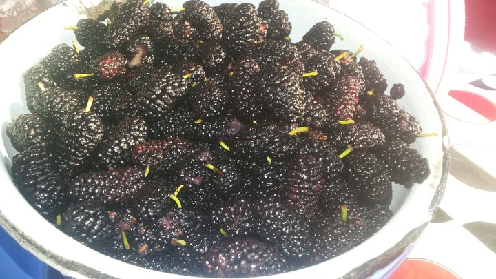 Blueberry