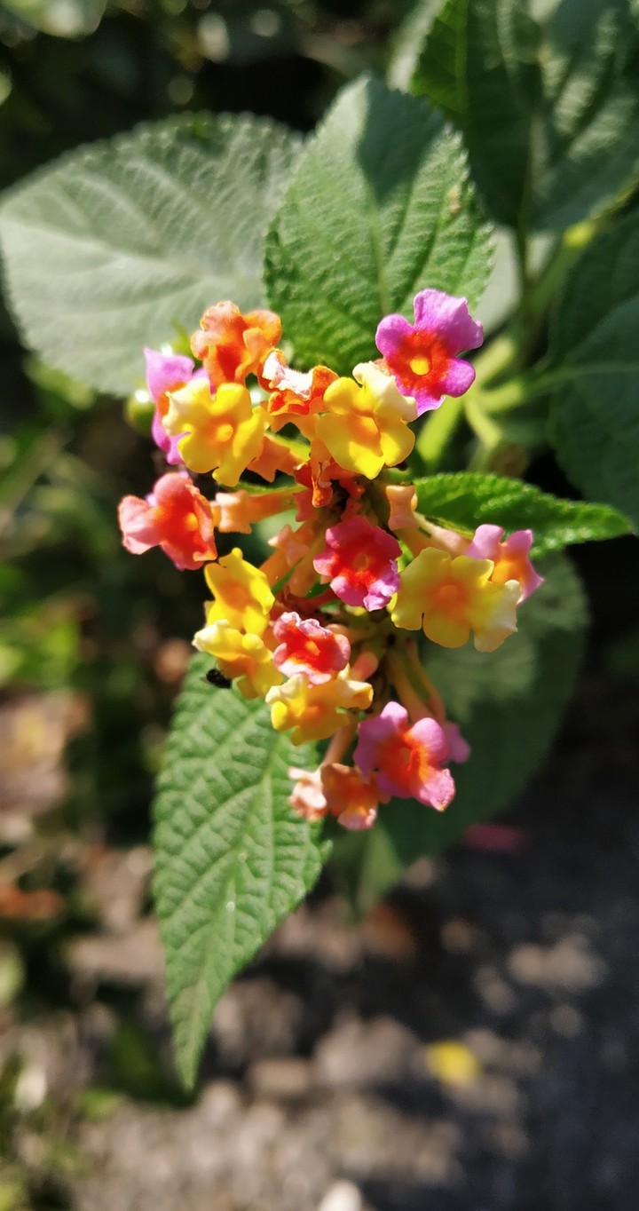 Flowers