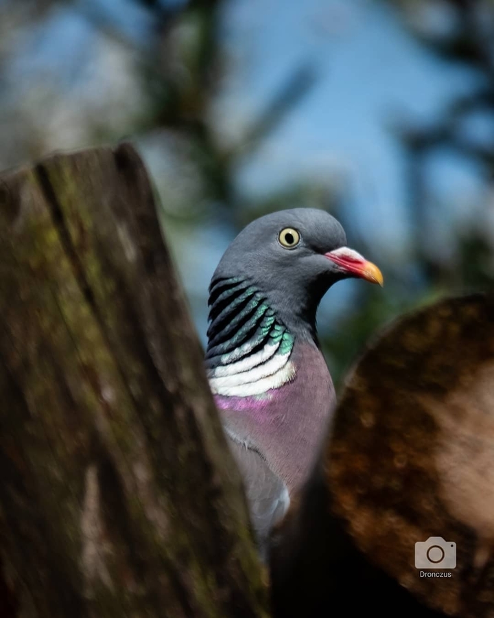 Pigeon