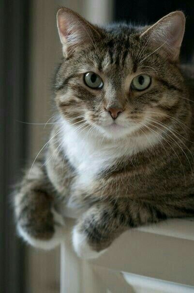 Beautifull cat.