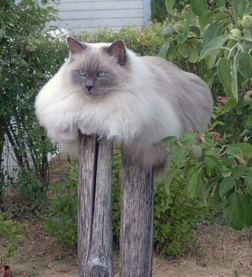 кошка
