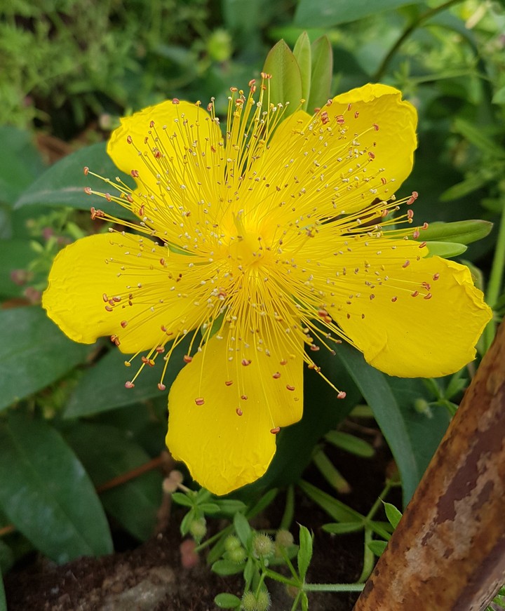 flor