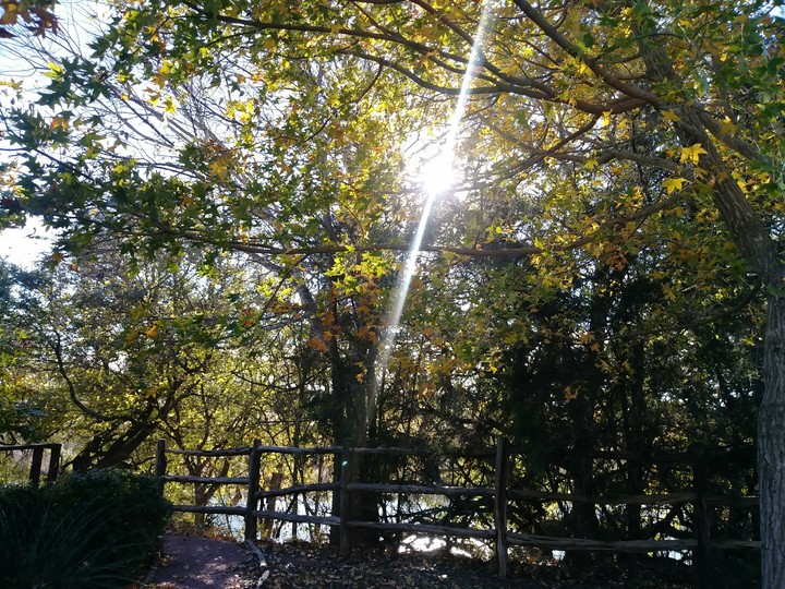 sun shining through trees