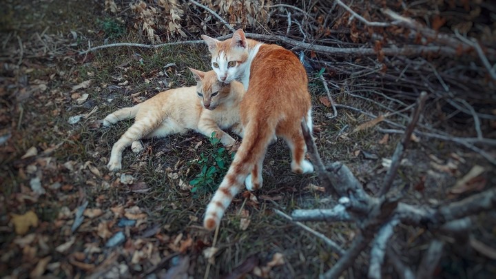 Cat Cute