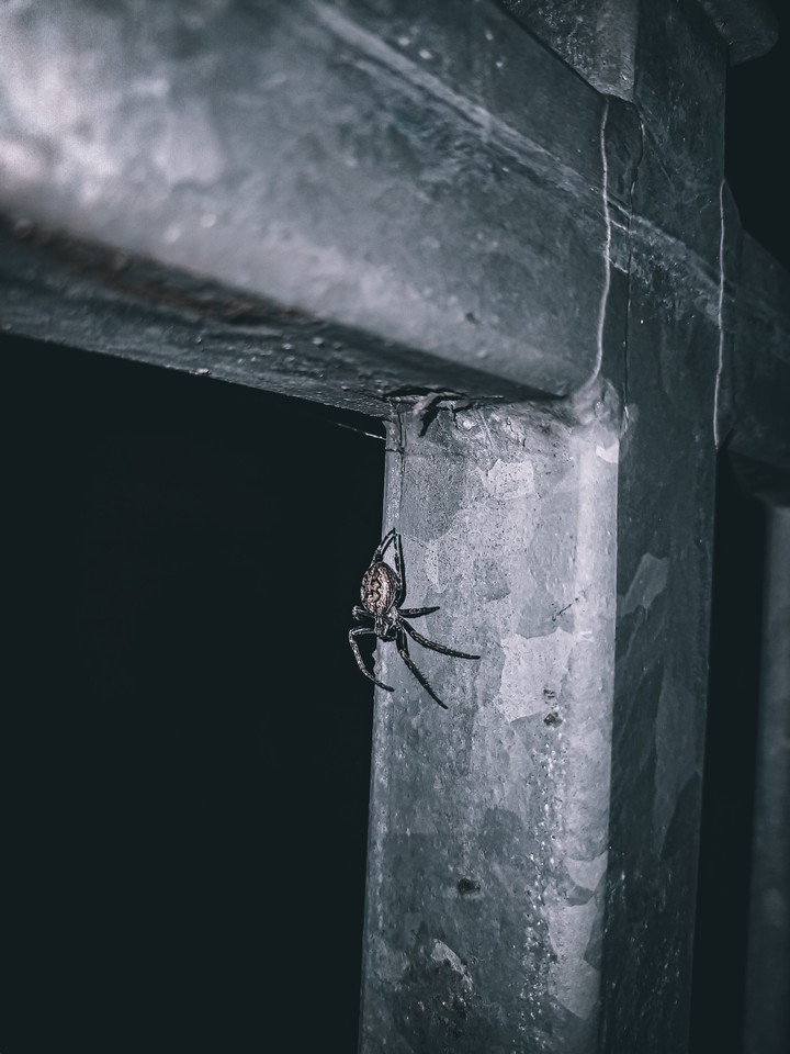 Spider