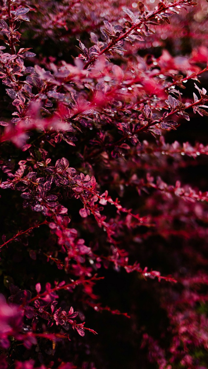 flowers.
