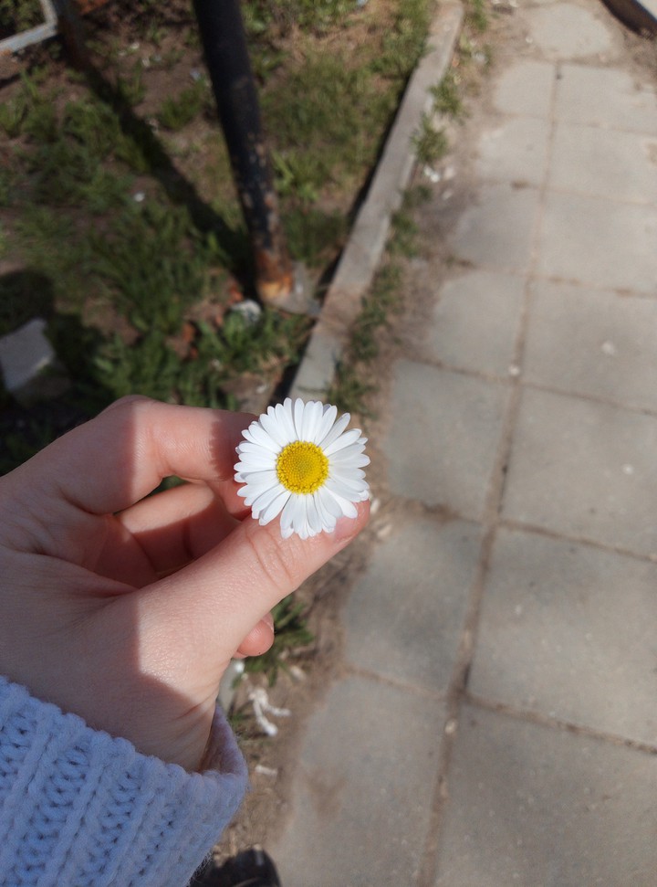 Ромашка