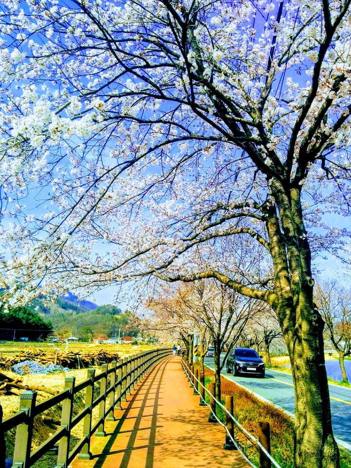벗꽃길