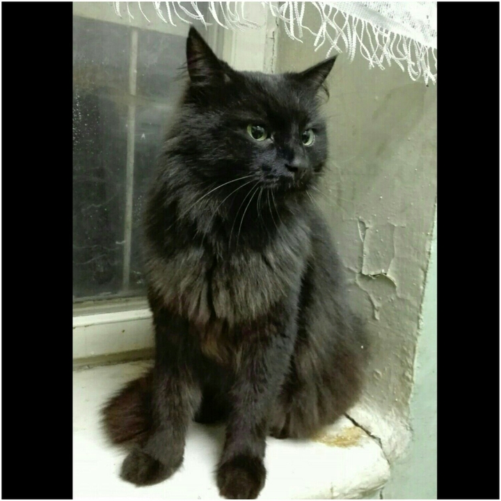 black.cat