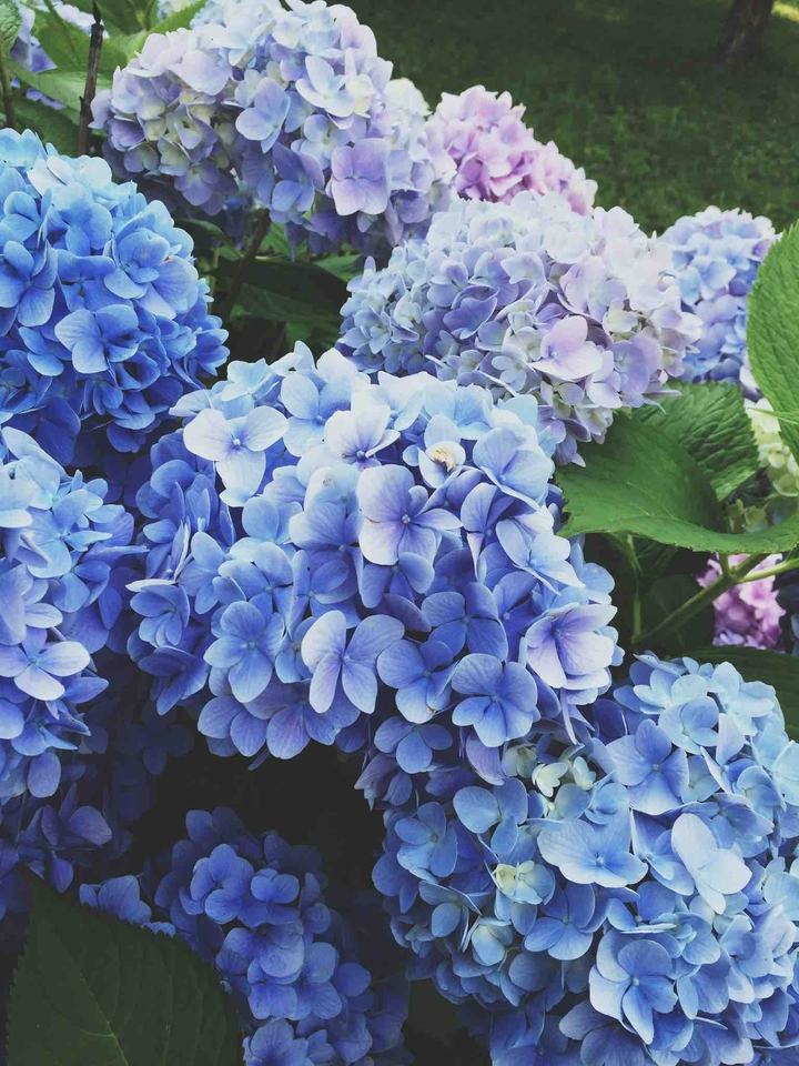 flowers blue