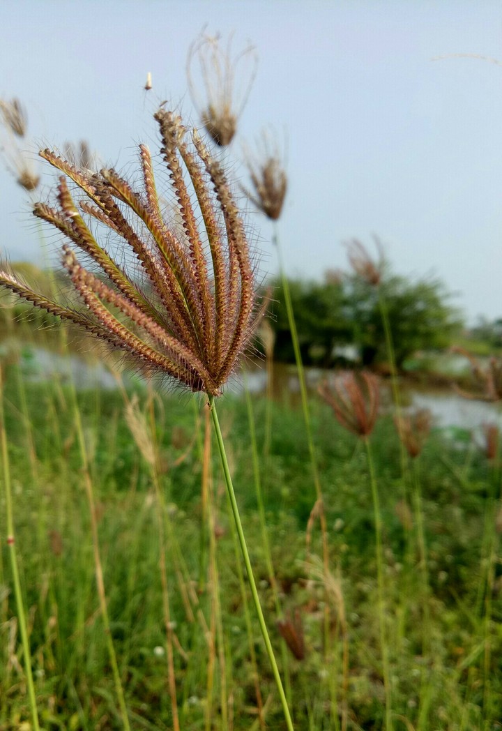 The grass