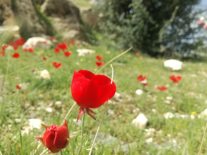 photo by : farshadabdali85@gmail.com