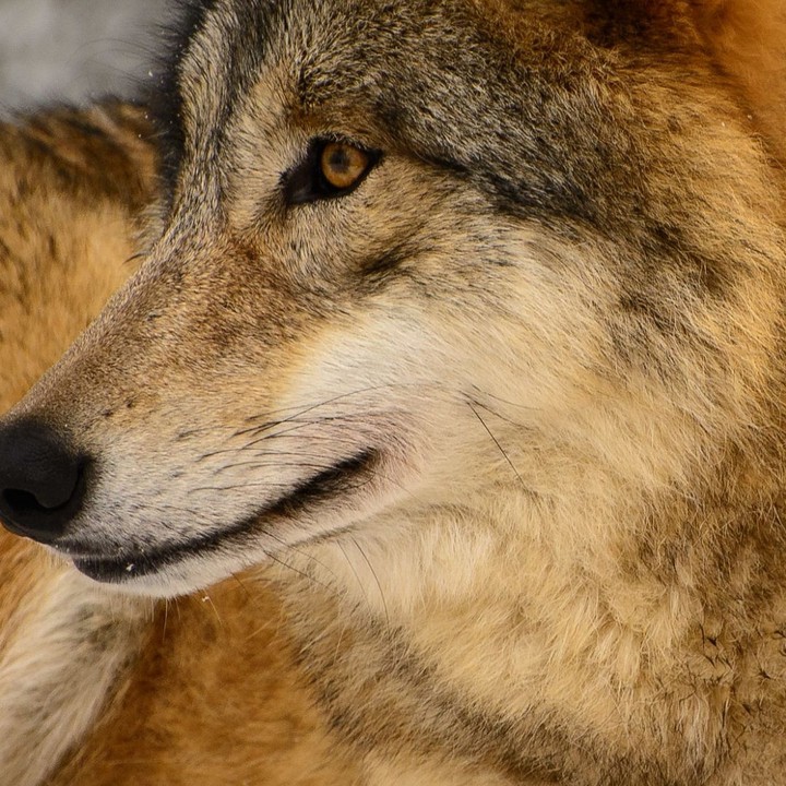 wolf