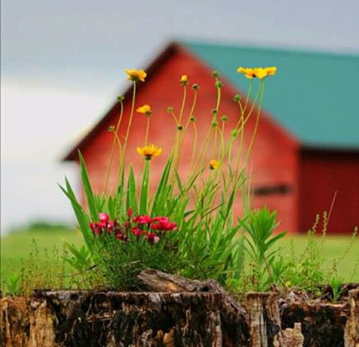 #flowers