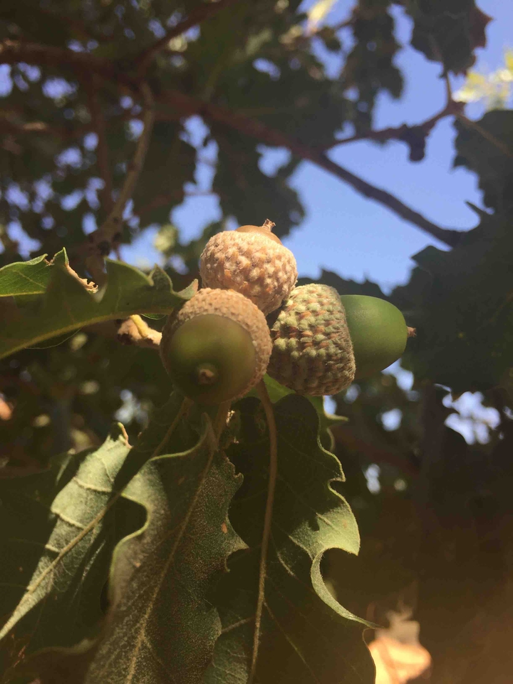 Acorns ☺️