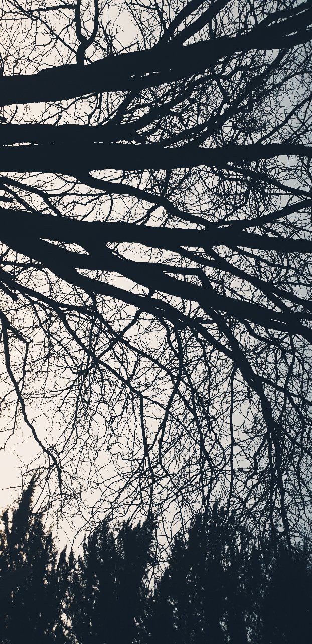 winter trees