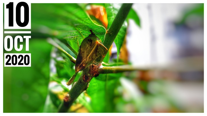 A CAMOUFLAGED EGG IN THE MANGO PLANT BETWEEN LEAVES