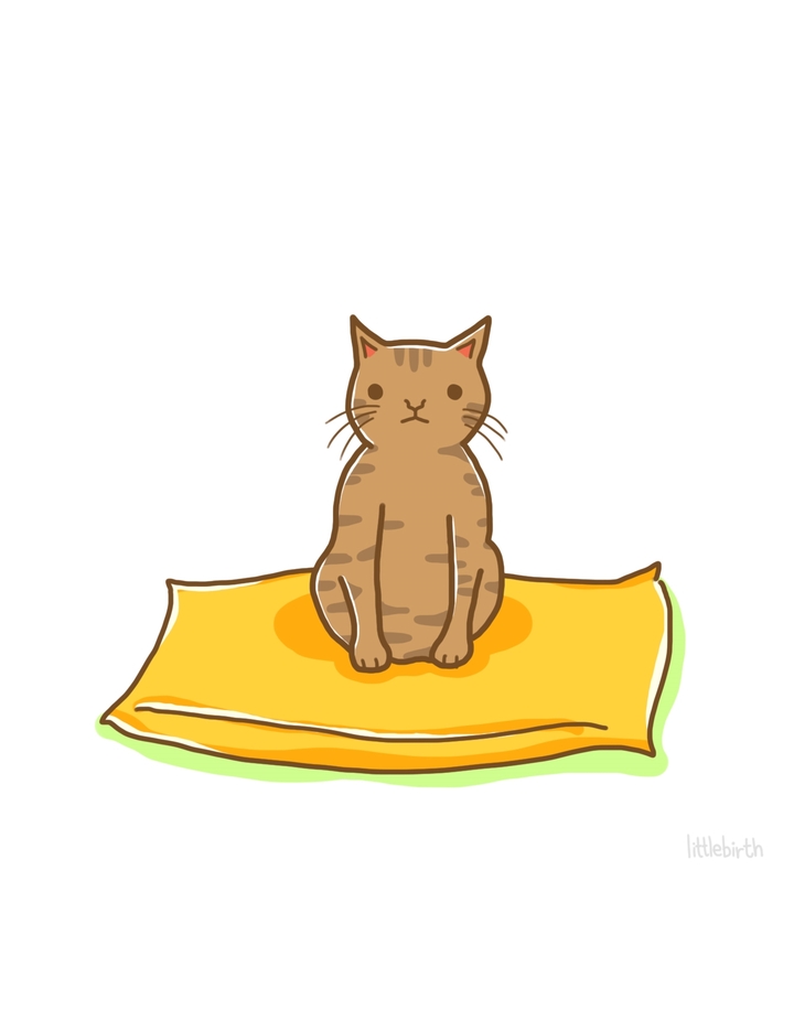 고양이