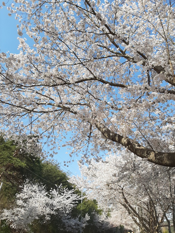 snowy spring