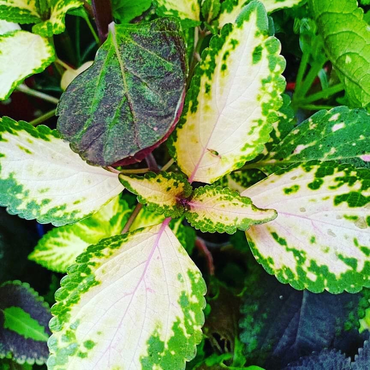 coleus